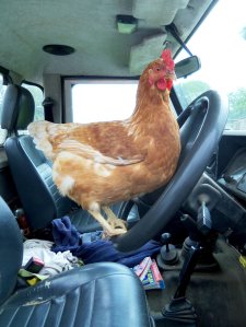 Mr. Front-Runner (not exactly as illustrated)